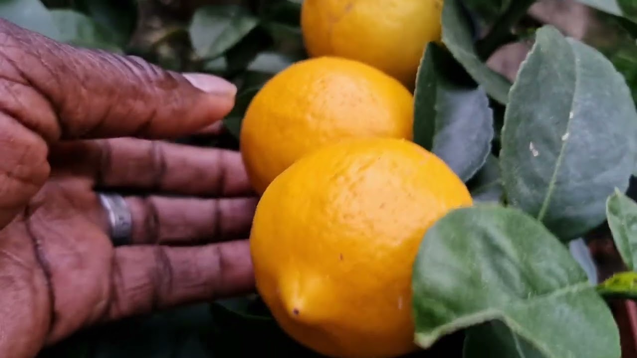 Overwintering my Citrus Trees in the UK: A Garden Tour