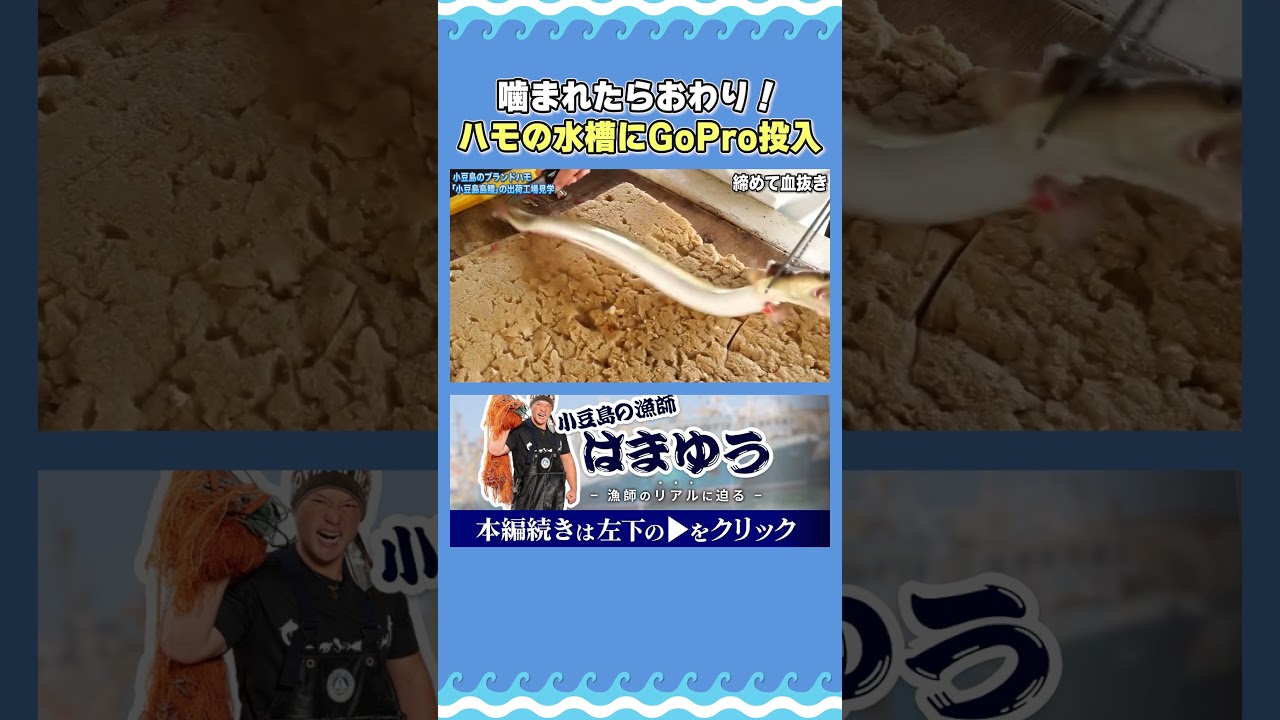 ハモを1日1000本を加工する工場の水槽がやばい