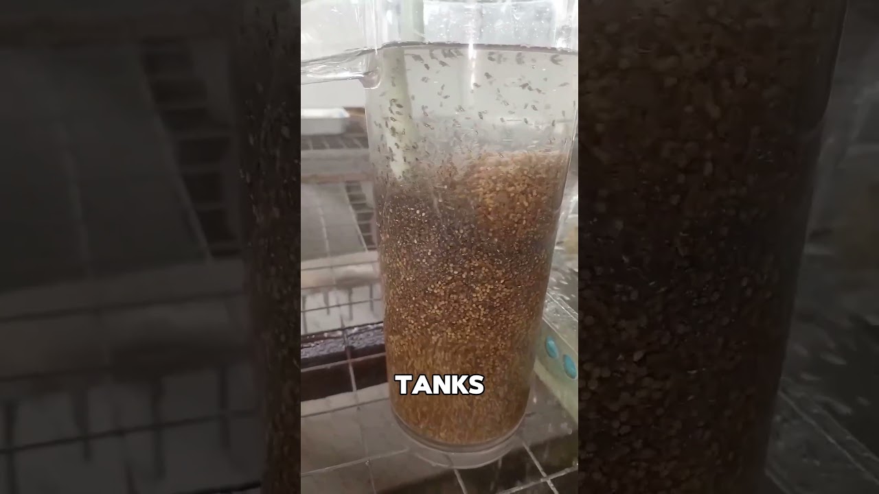 Fish population Increases 