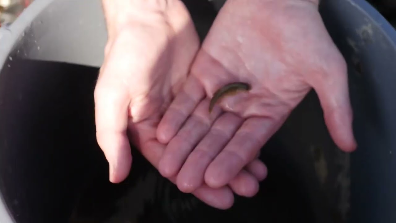 2022 UK River Prize Finalist - Swindale Beck, Cumbria