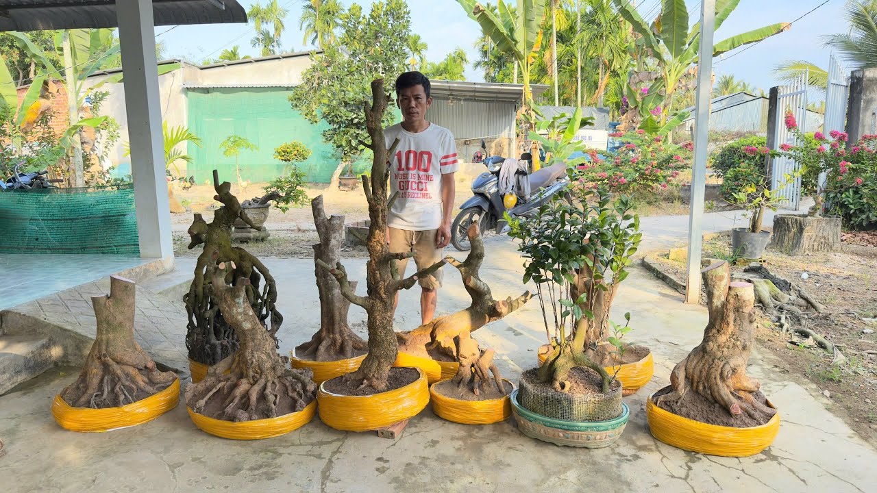 PHÔI MAI TỨ QUÝ, MAI VÀNG 23/1/2026 (#0394948460 BÌNH ) phôi mai vàng -  @bonsai Can Tho