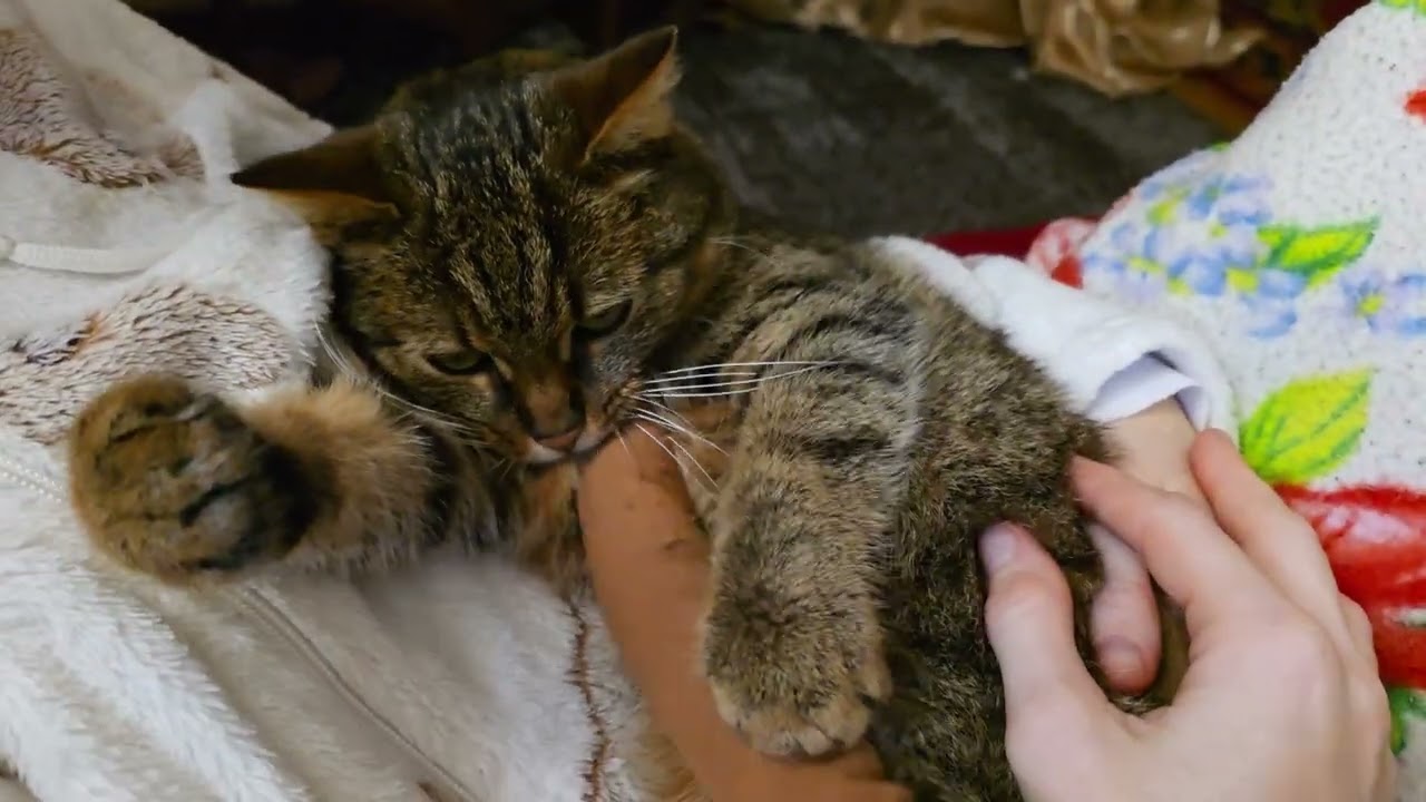 Котодитина 🥰 Мурка 🐾