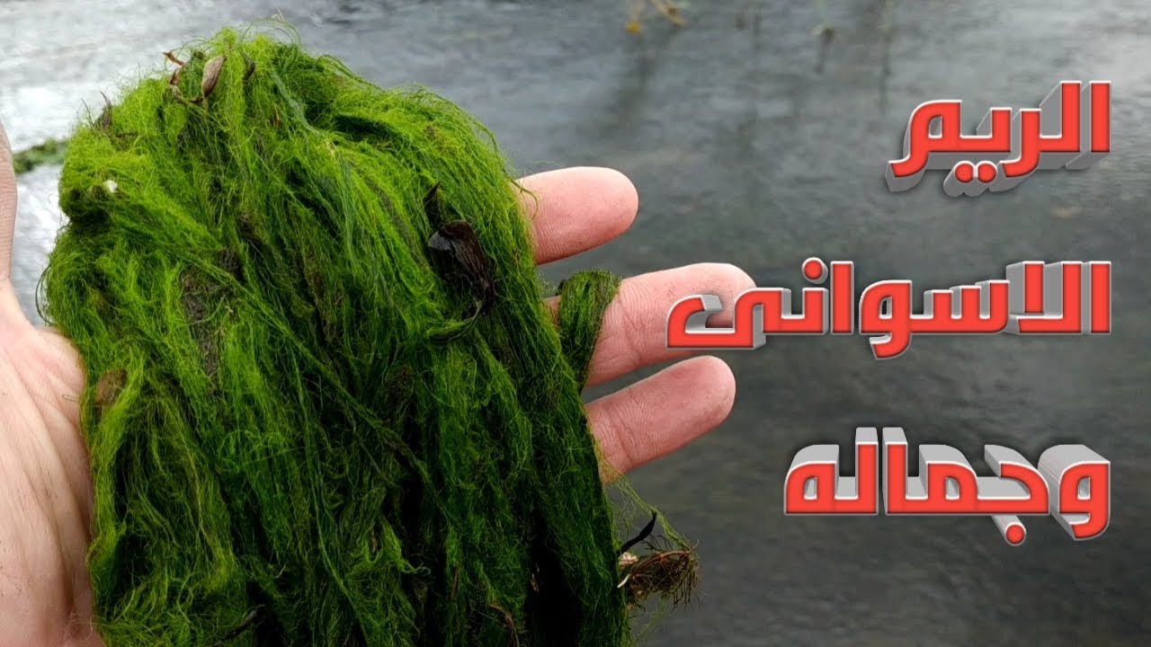 افضل طريقه للحصول على الريم الاسوانى او الريم الجامد الخيوط وافضل الاماكن🎣🐟🎣