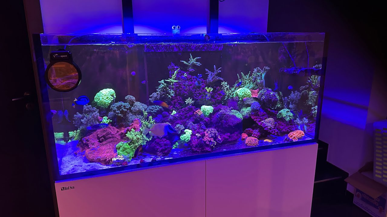 Red sea reefer 350 g2+