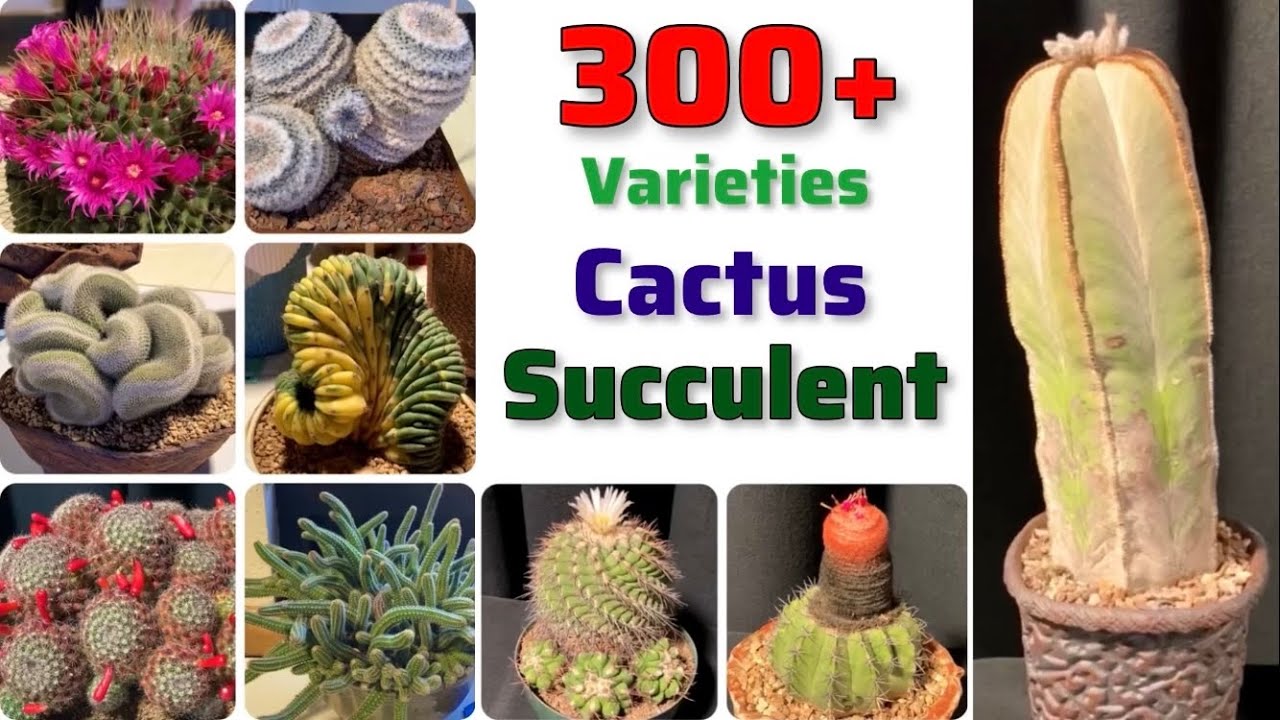 🔴300+ CACTUS and SUCCULENT Varieties｜Best SUCCULENT Plant Varieties with Identification