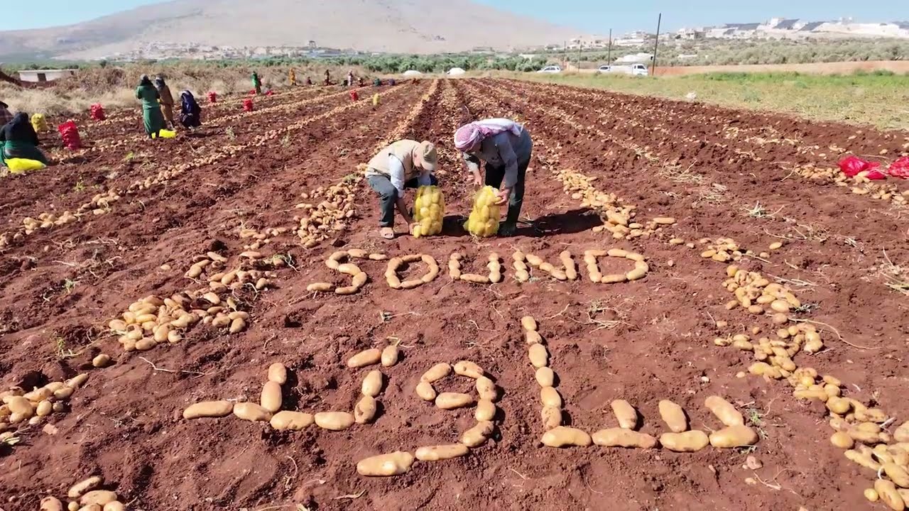 بطاطا صنف ساوند شركة تسنيم الزراعية