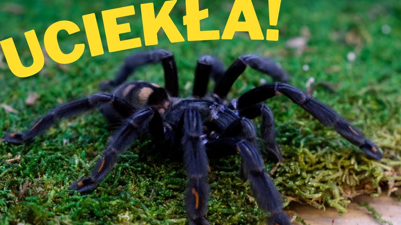 OSIEM SAMIC PSALMOPOEUS IRMINIA W PRZESYŁCE?! 💎 *UCIECZKA PTASZNIKA* |ARACHNOHOBBIA|