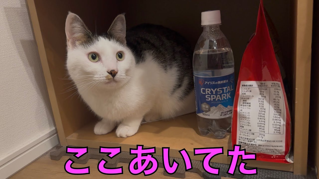 保護猫ナターシャの496日目：棚の中にいた理由