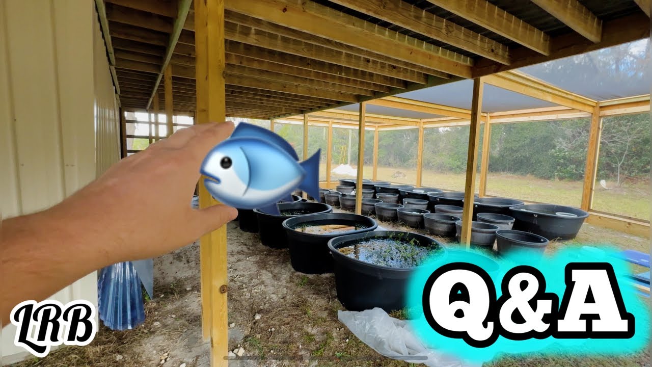 Freshwater Aquarium Keeping Q&A Fish Shrimp Plants and More!