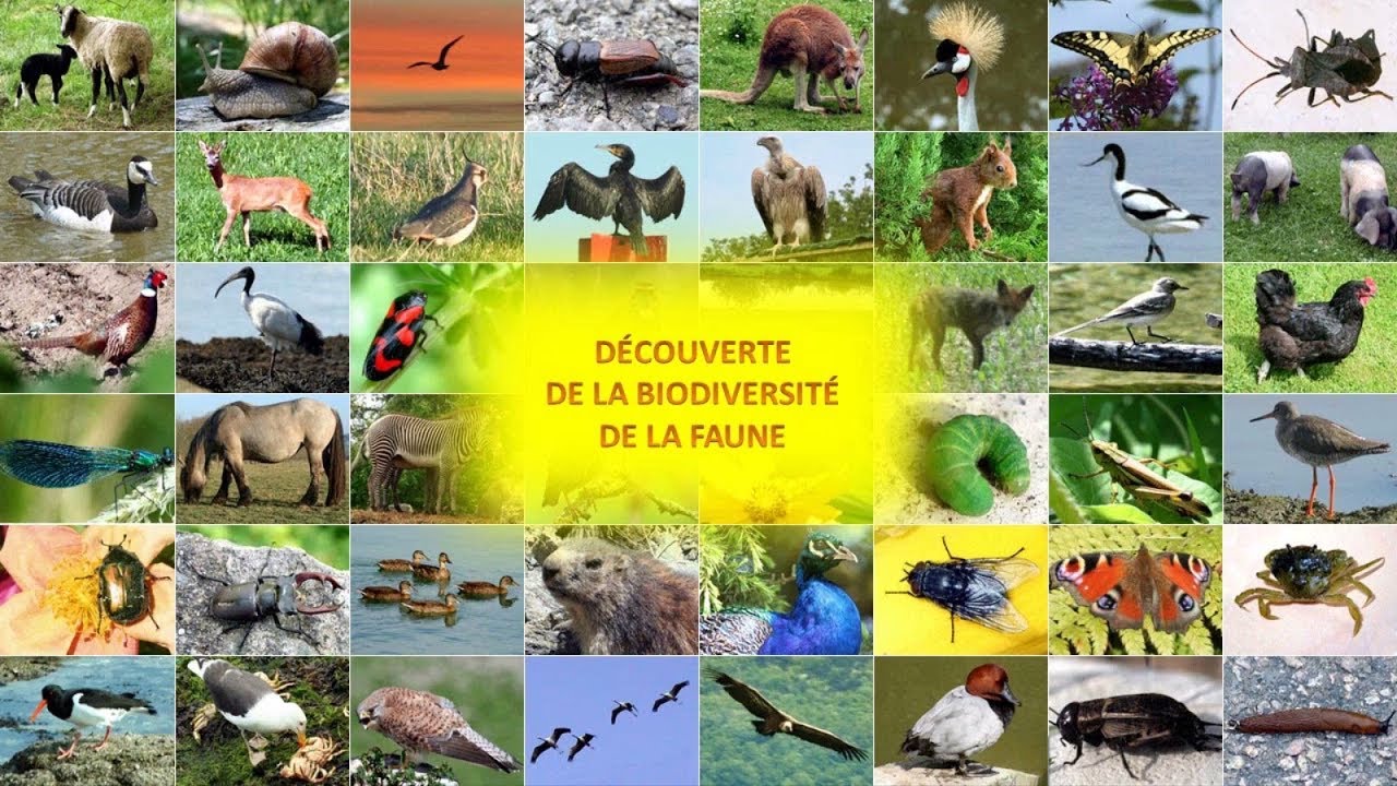 Découverte de la biodiversité de la faune (France)
