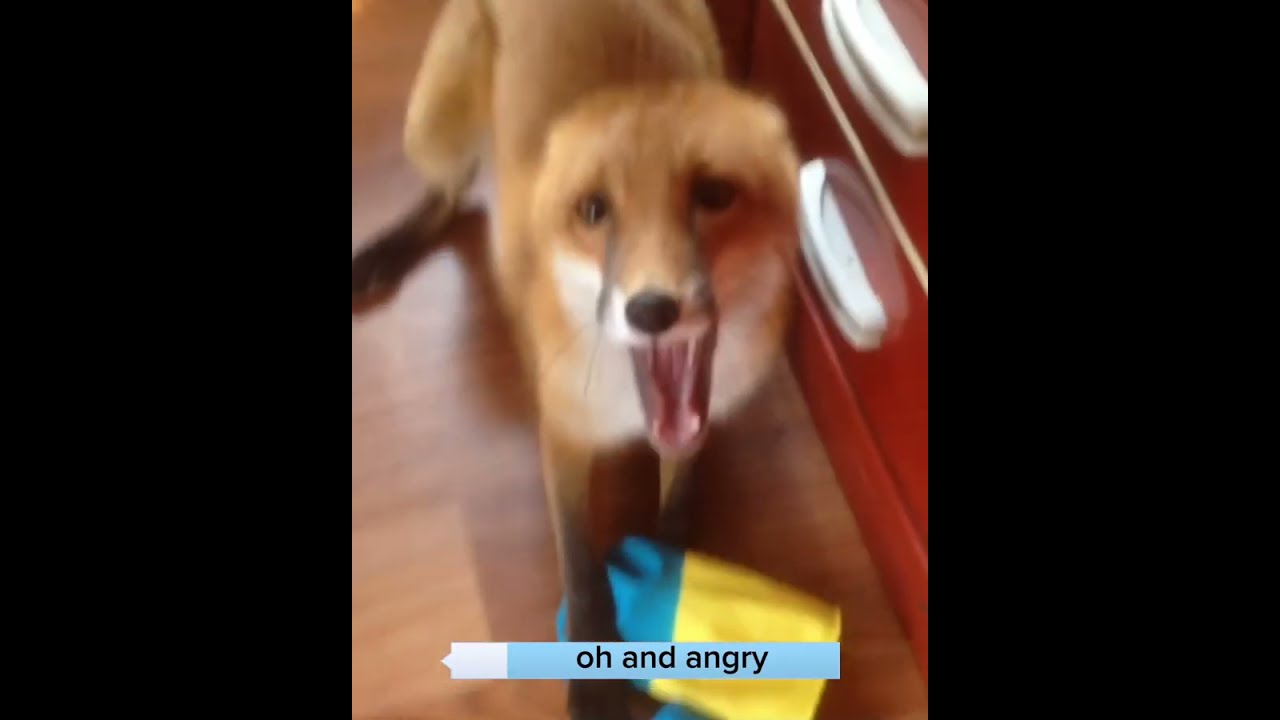 The red fox helps to repair, clean, wash dishes #redfox #domesticfox #foxy #r&ouml;dr&auml;v