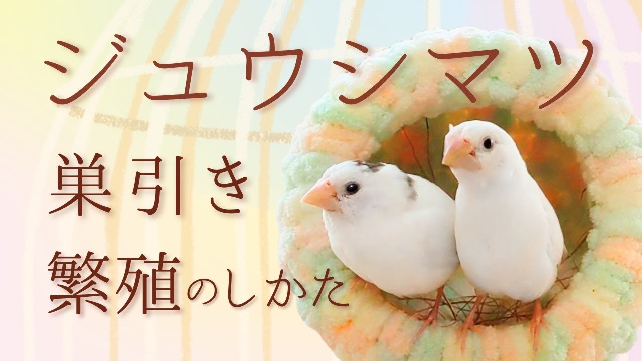 ジュウシマツを増やしたい!【巣引き】繁殖で気を付けること、用意するものは？ 十姉妹の卵の産ませ方、ツボ巣、交尾  Society finch Bengalese Finch, bird
