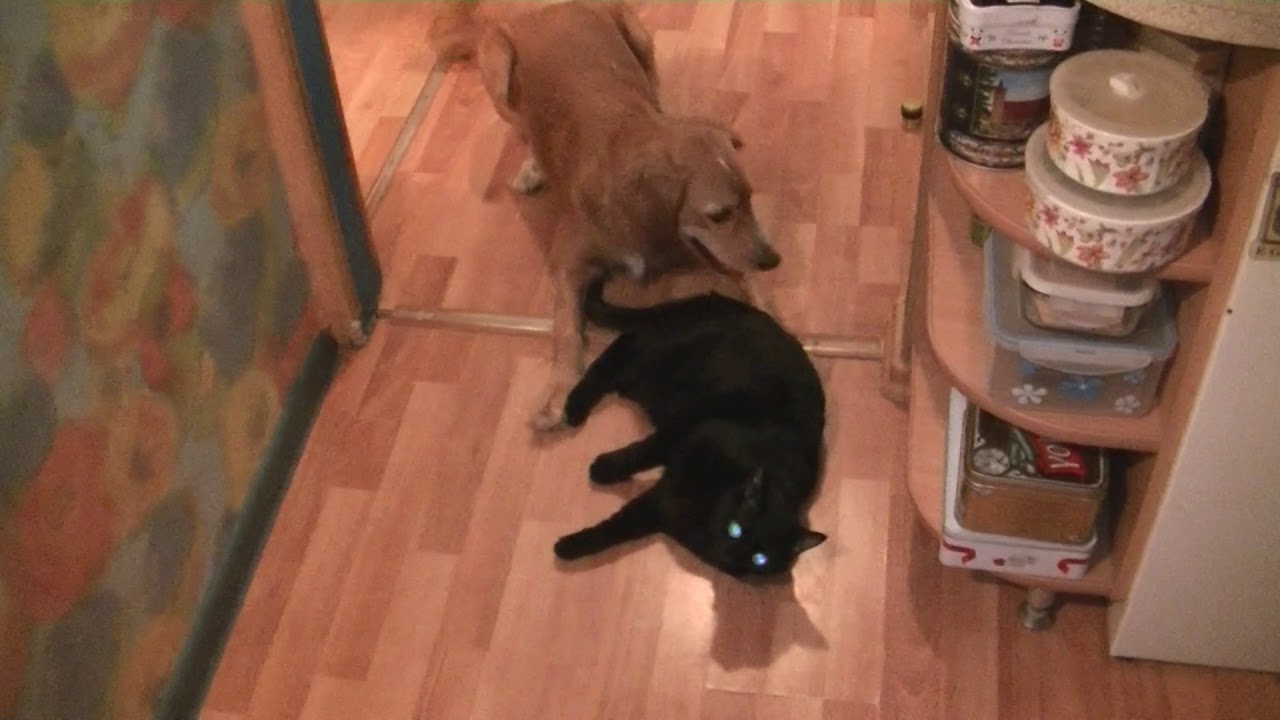Don't eat the cat.