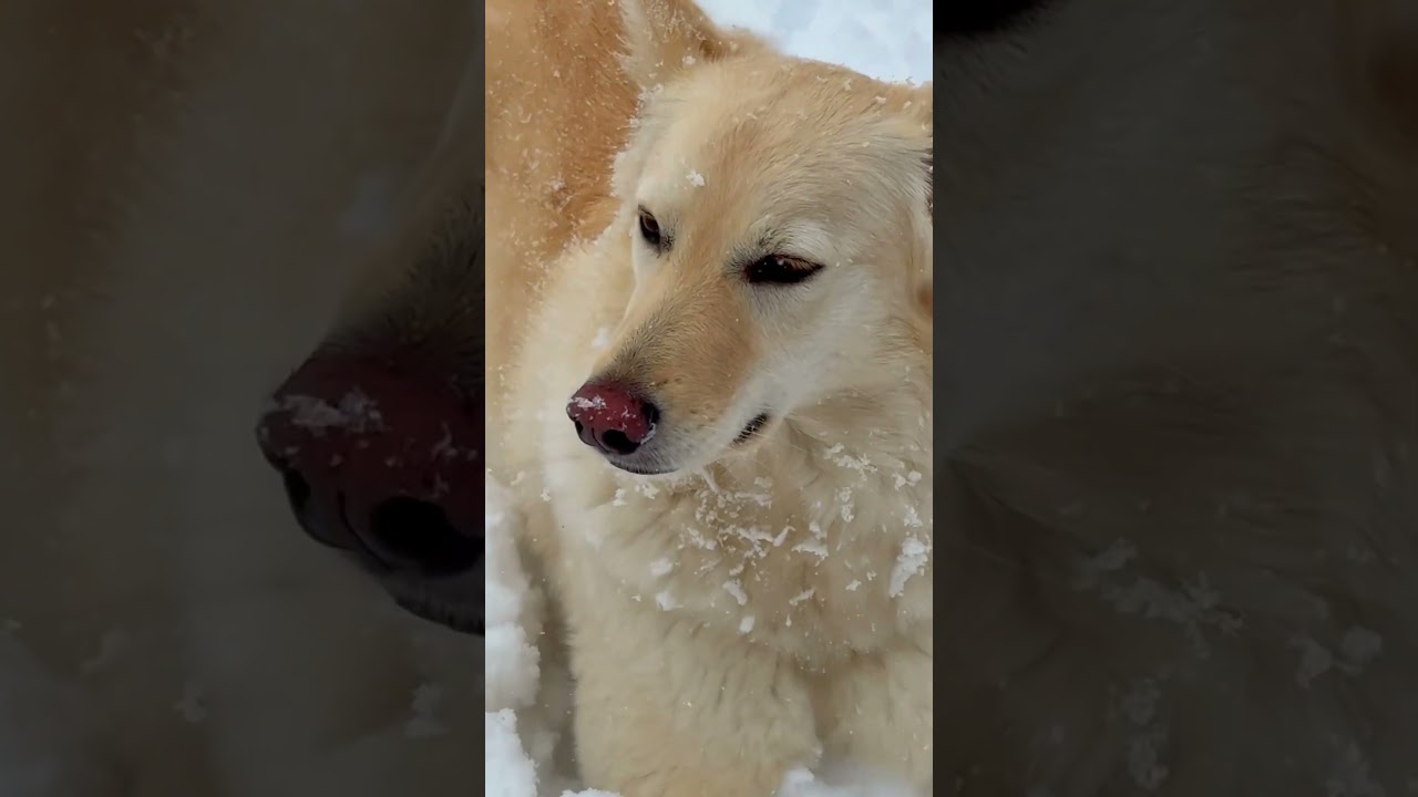 Веселые собаки #pets #bunny #cute #animals #dog #собака #дворняги