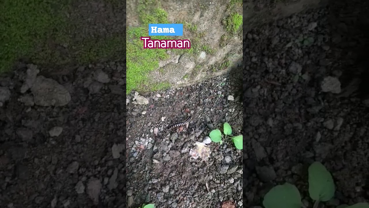 hama ulat kaki seribu yang membahayakan #hama #hamatanaman #ulat #viral