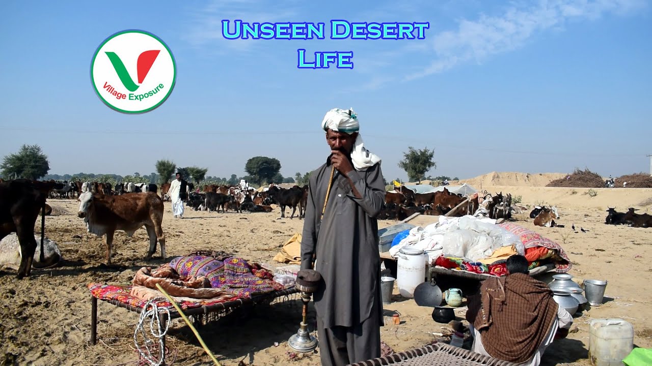 Pakistan Desert Village life || Cholistan  Life Style || Rohi People Lifestyle|| Village Exposure