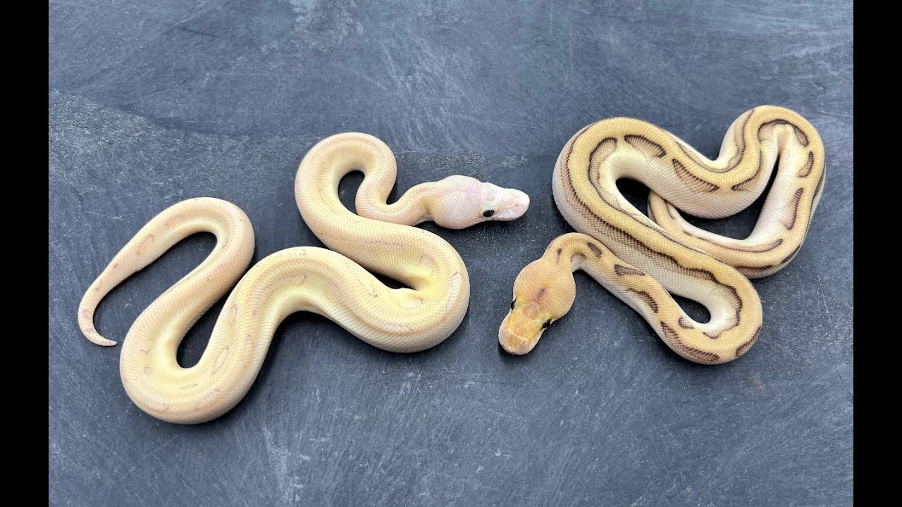 Bongo Pieds and more Genetic Stripe Clowns.  I'm loving this hatching season!