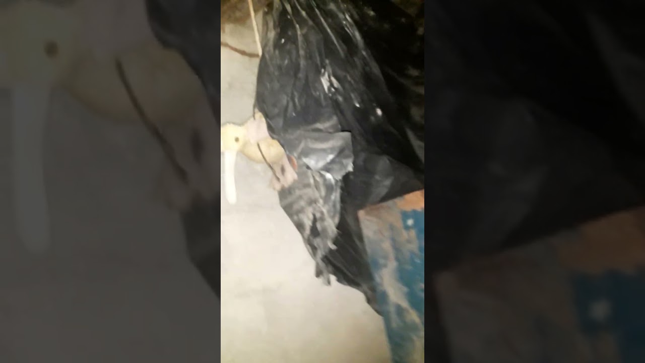 11 de enero de 2026