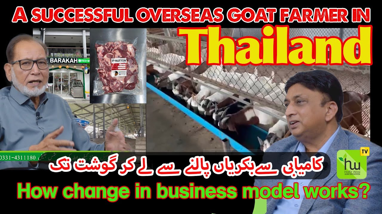 A successful overseas goat farmer in Thailand