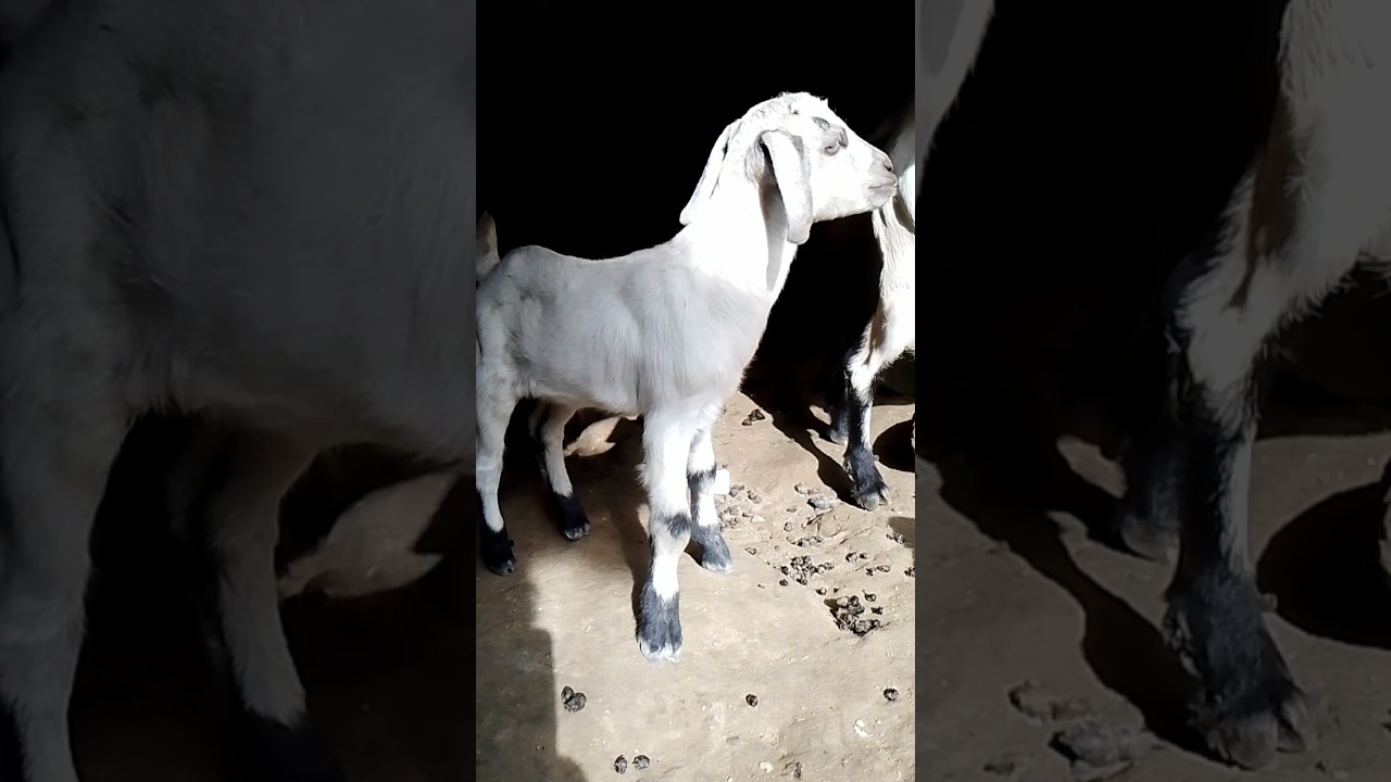 Cute white goat 🐐#cutegoats #whitegoat#babygoat#cutegoat#farmanimals #animallover #goatsquad