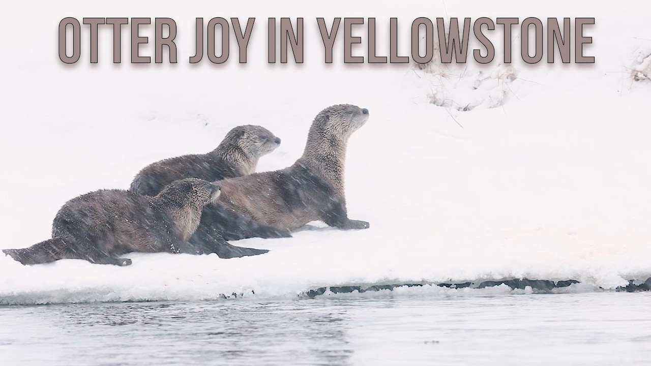 Three Otters Having a Snow Day in Yellowstone! ❄️🦦