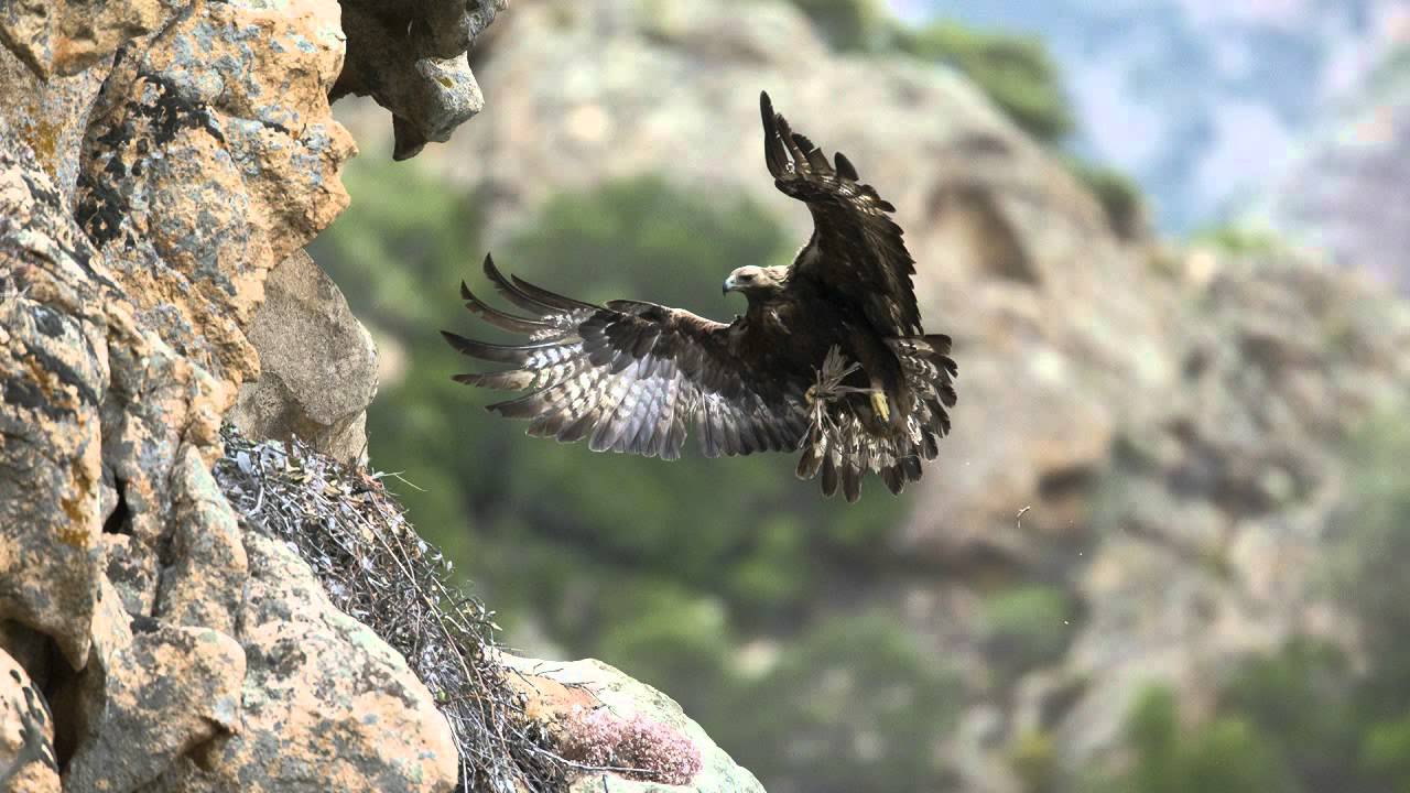 Paolo Griva & Michele Santona fotografi delle Aquile Reali di Sardegna