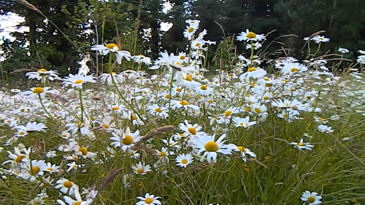 Wildflower Meadow - Philip Hollwey's Wexford Garden
