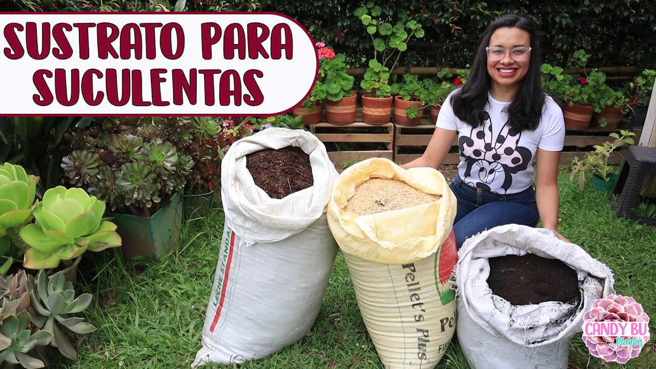 Preparando SUSTRATO para trasplantar todas las SUCULENTAS│Candy Bu