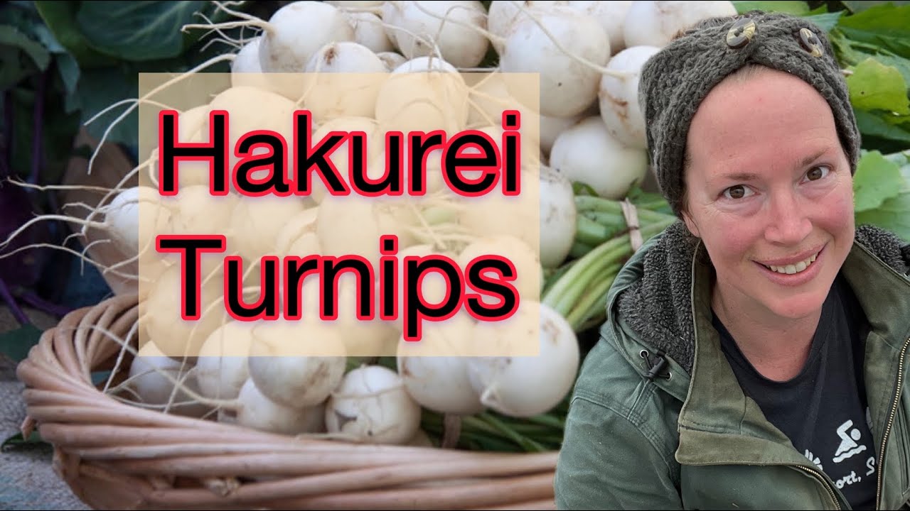 What Are Hakurei Turnips, and How To Grow Them | Zone 8b | PNW