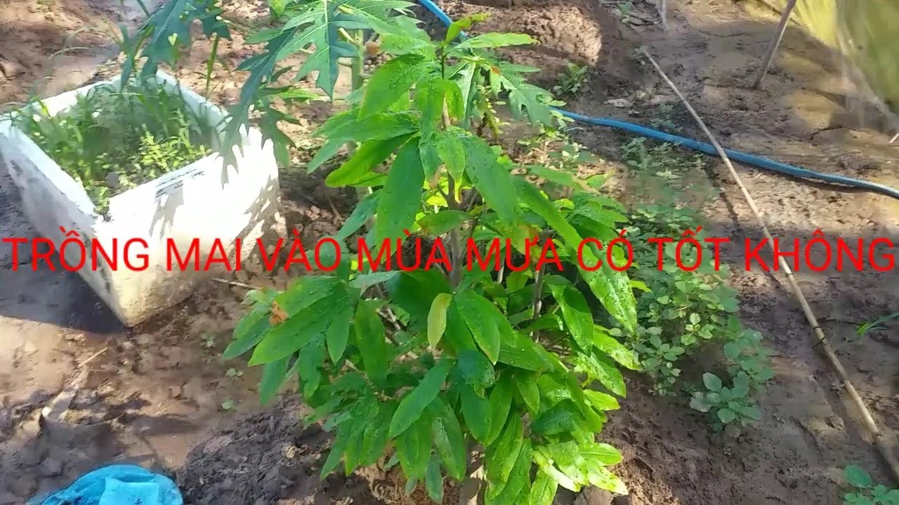 TRỒNG MAI V&Agrave;O M&Ugrave;A MƯA C&Oacute; TỐT KH&Ocirc;NG (Mai x&ugrave; Singapore) !! #maixu #maixusingrapore #maidotbien