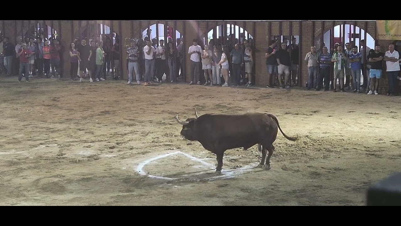 Última parte del último toro de la noche en los festejos taurinos en Montánchez 2025