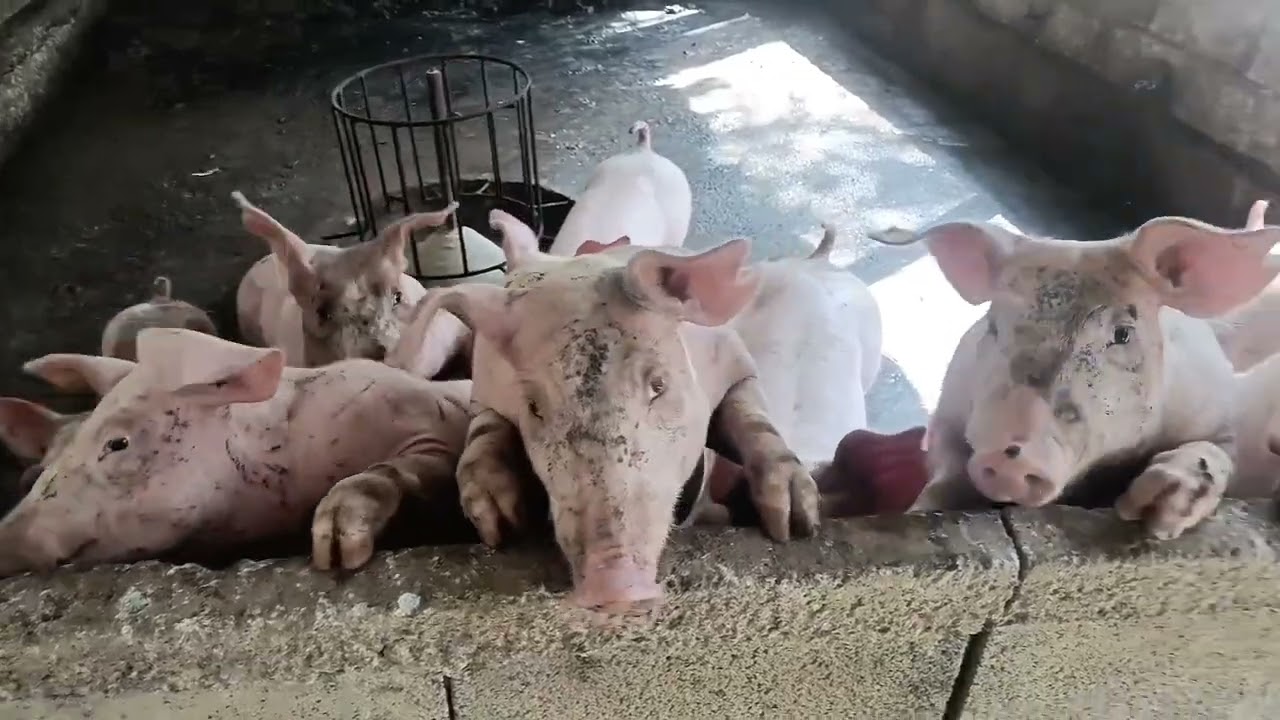 สารคดี การเลี้ยงหมูเบื้องต้น