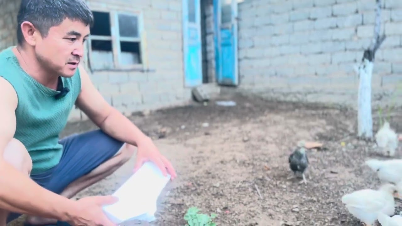 Балапандардың құртын түсіру.Балапан басып шығару.Шөже өсіру.Балапанға дұрыс күтім жасау.Инкубатор
