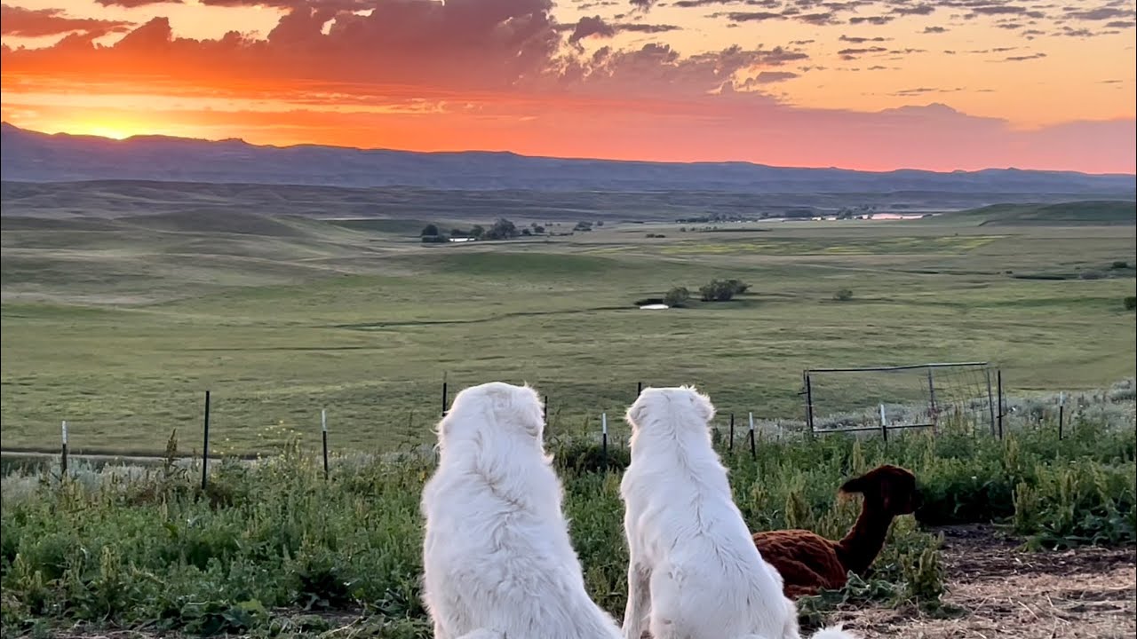 Campout/Bonding Time With My Alpaca Herd and 7 Livestock Guardian Dogs