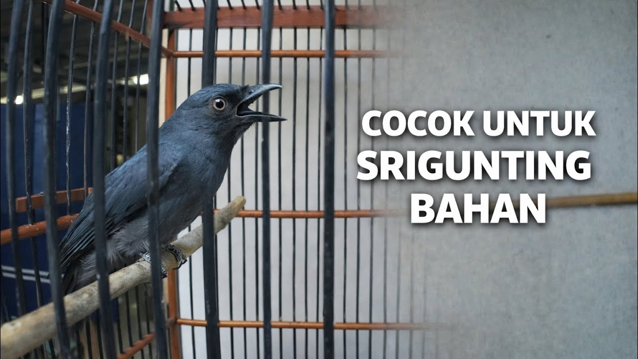 Pancingan srigunting abu gacor