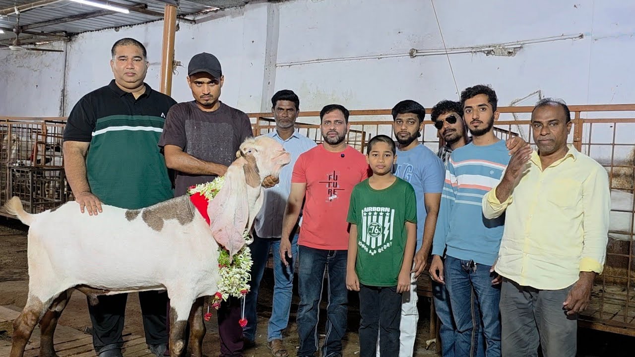 The Most Royal Goat Of Hyderabad | The Jahnasheen | Hassan Goat Farm Hyderabadi Breeding Setup.