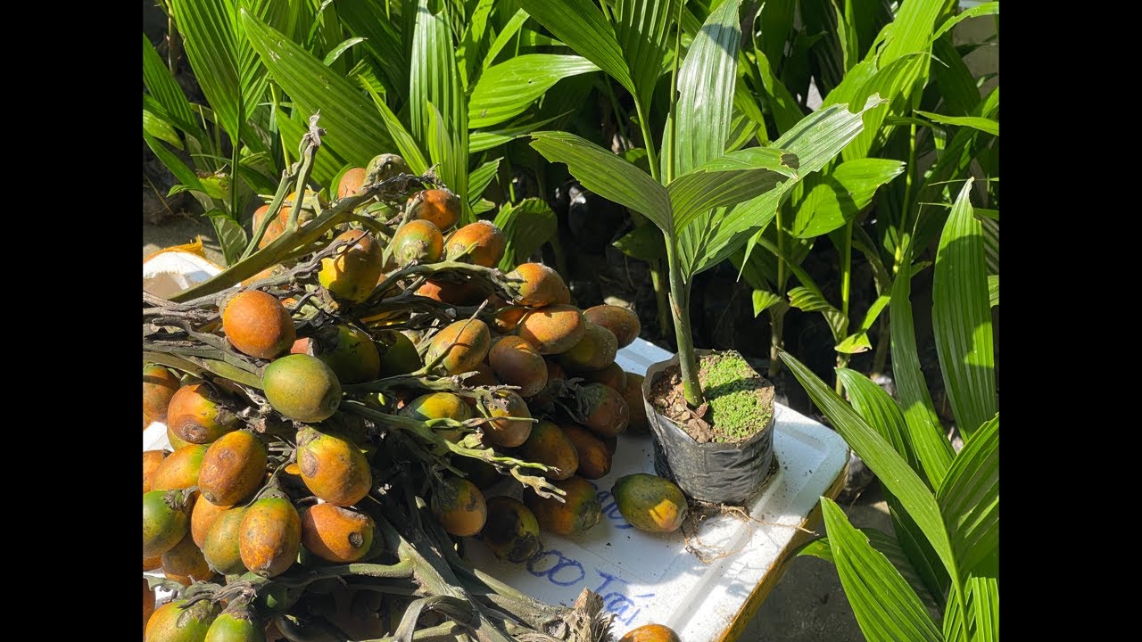 Nắng Đẹp Cắt Cau Và Giao Cau Cây Cau Giống Về Huế, Đắk Lắk 