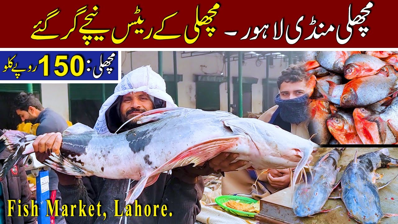 Fish Market |#fish |#fishfry |#food |#foodei |#streetfood |#fishmarket |#market |#shop |#مچھلئ منڈی