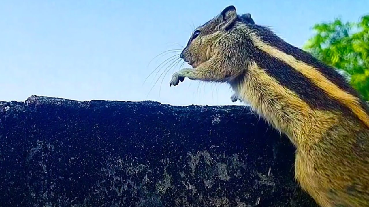 गिलहरी ढरी और सेमी रहती है
