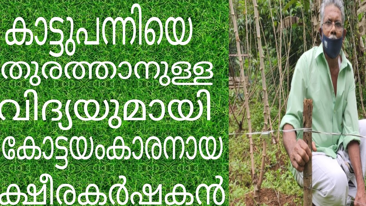 കാട്ടുപന്നിയെ തുരത്താനുള്ള വിദ്യയുമായി കോട്ടയംകാരനായ  ക്ഷീരകർഷകൻ