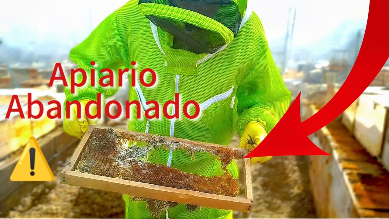 REVISANDO UN APIARIO ABANDONADO POR 6 MESES ¿QUE PASO CON LAS COLMENAS?