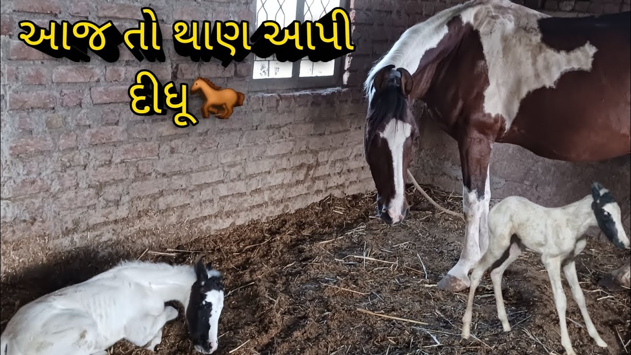 આજ તો થાણ આપી દીધૂ 🐎🐴  //  KAJALE THAN AAPI DIDHU 🥳