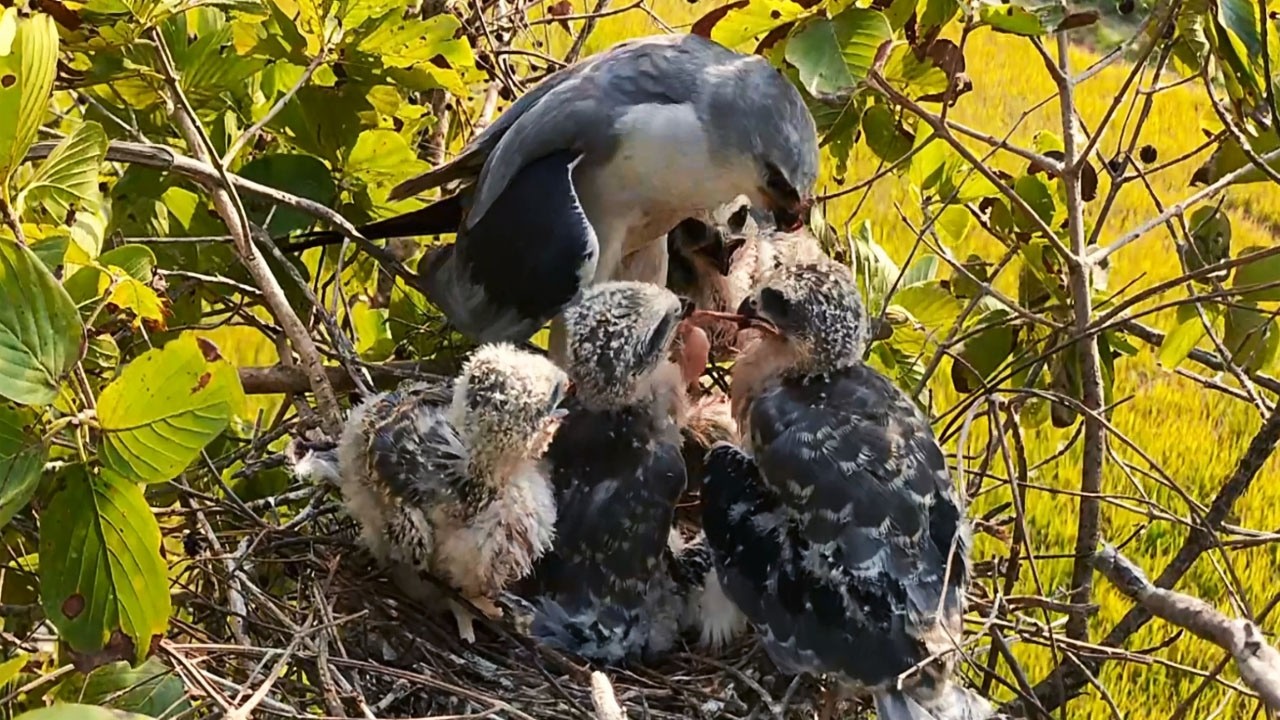 Kite Chicks Steal Food from One Another | Border Birds