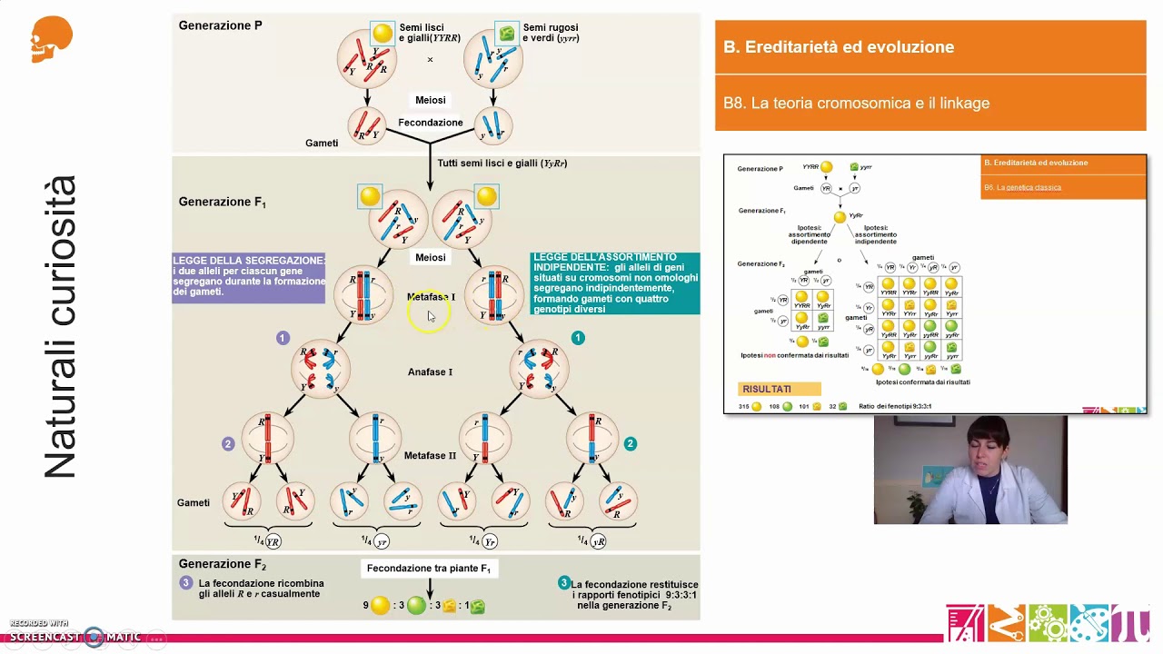 B8.  Ereditarietà ed evoluzione - La teoria cromosomica e il linkage