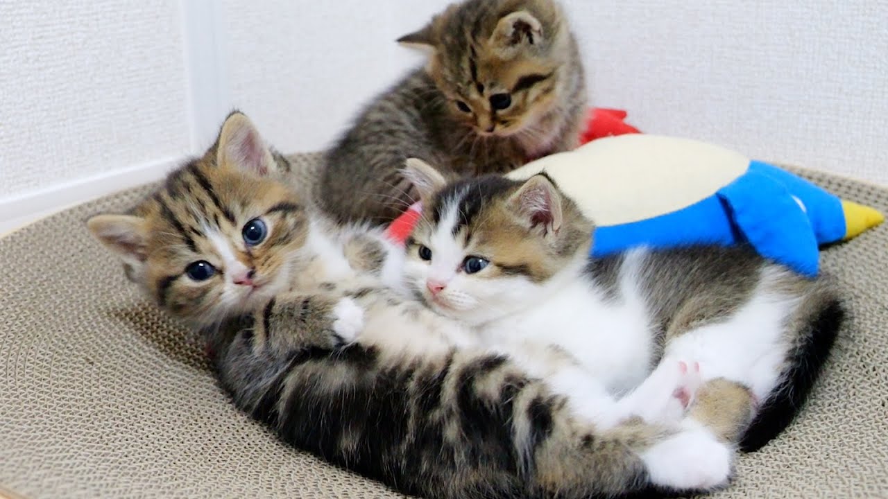 Kitten Fifi's world's cutest hide-and-seek