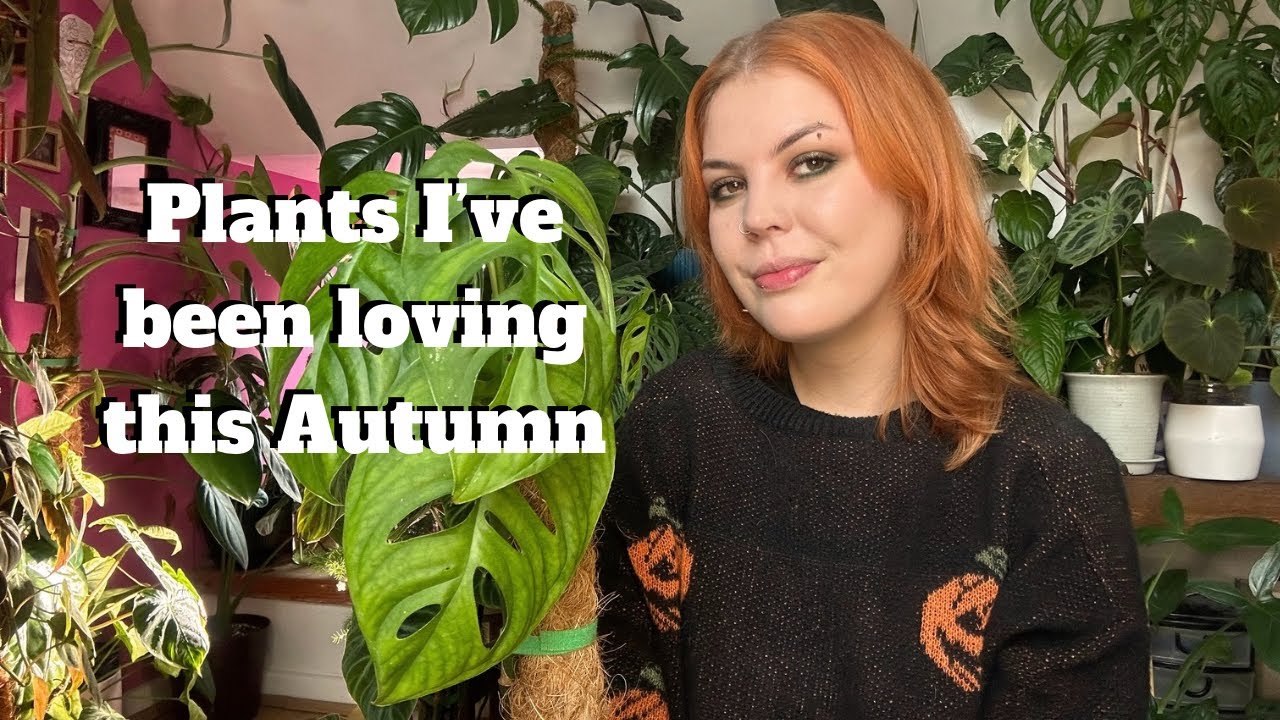 Комнатные растения, которые мне очень понравились этой осенью🍂+ Обновления🌿
