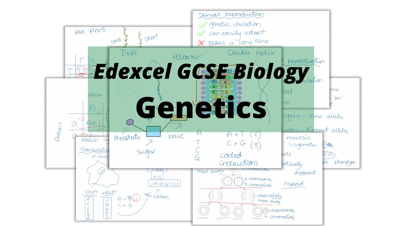 ВСЯ программа Edexcel GCSE по биологии и генетике