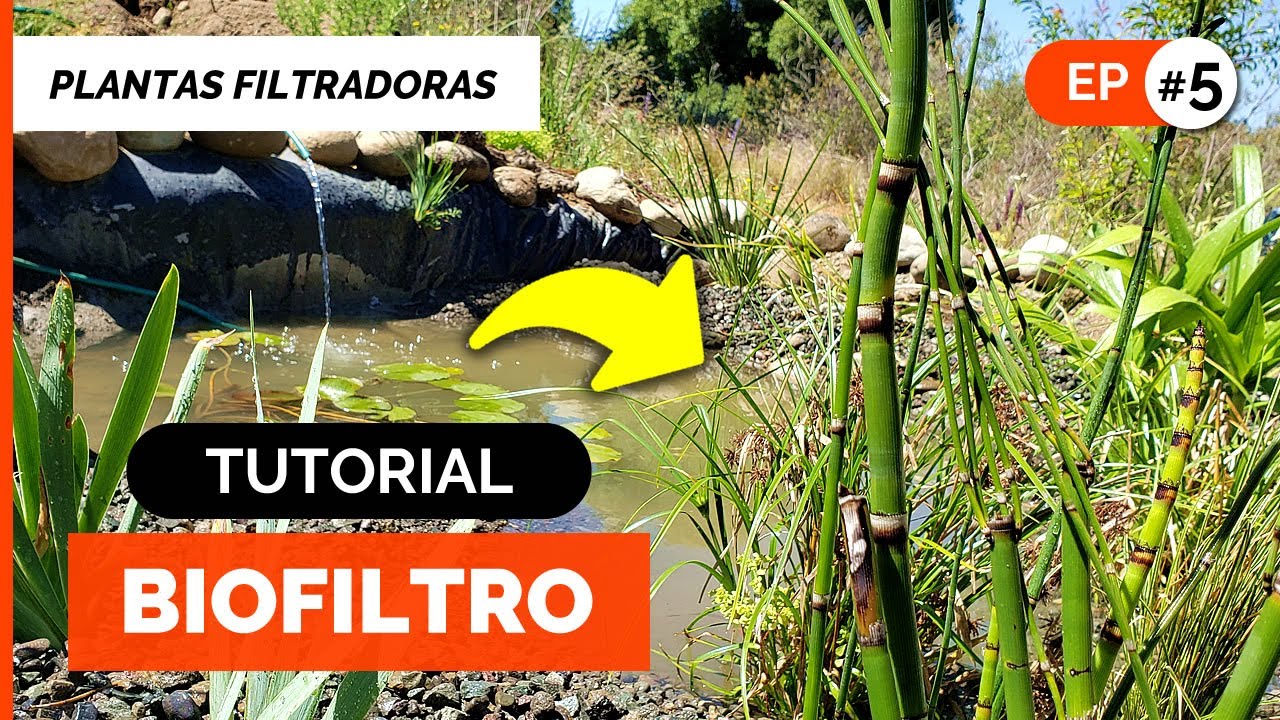 CÓMO HACER UN BIOFILTRO CASERO 💧🌱 Estanque para Tratamiento de Aguas Grises ♻️ ep#5 Filtro Plantas