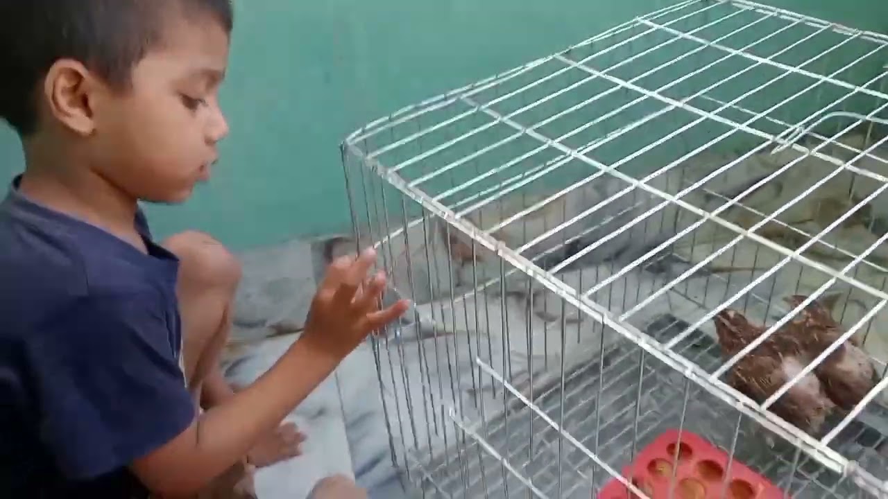 কোয়েল পাখি কিনতে গেলে সাবধান 