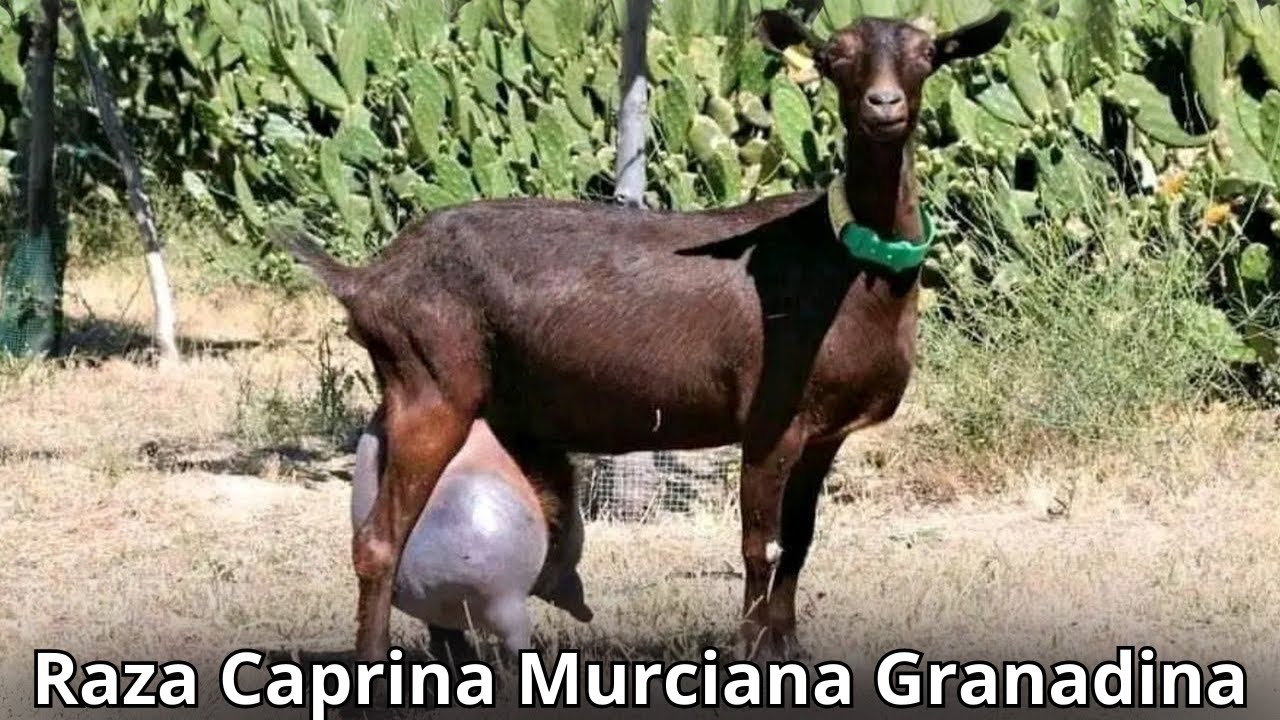 Raza de Cabra Murciana granadina: Características y producción de la mejor cabra lechera del mundo.